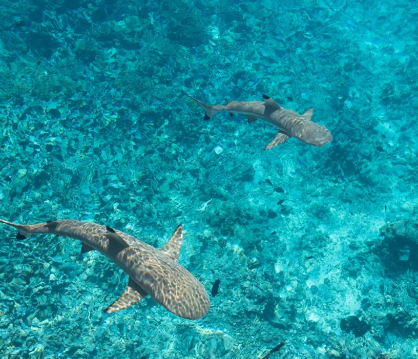 polinesia_francesa_02